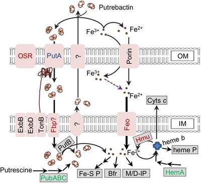 Free Rather Than Total <mark class="highlighted">Iron Content</mark> Is Critically Linked to the Fur Physiology in Shewanella oneidensis